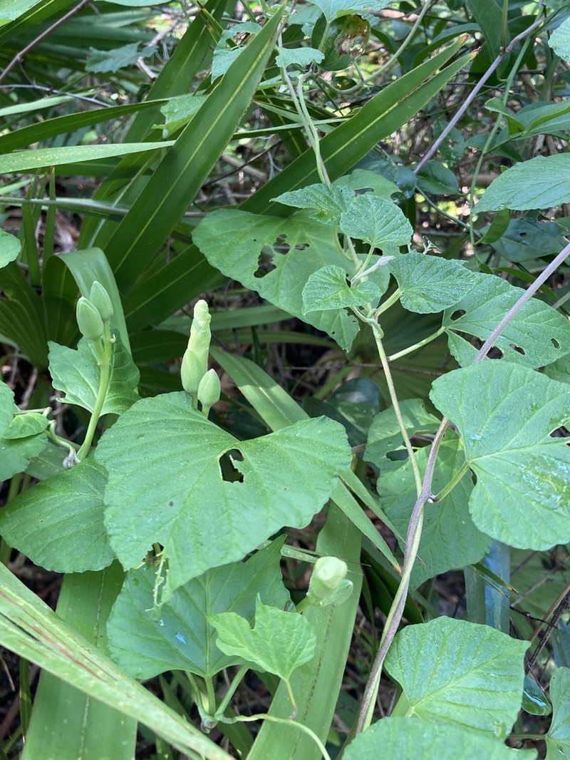 Largeroot Morning-Glory