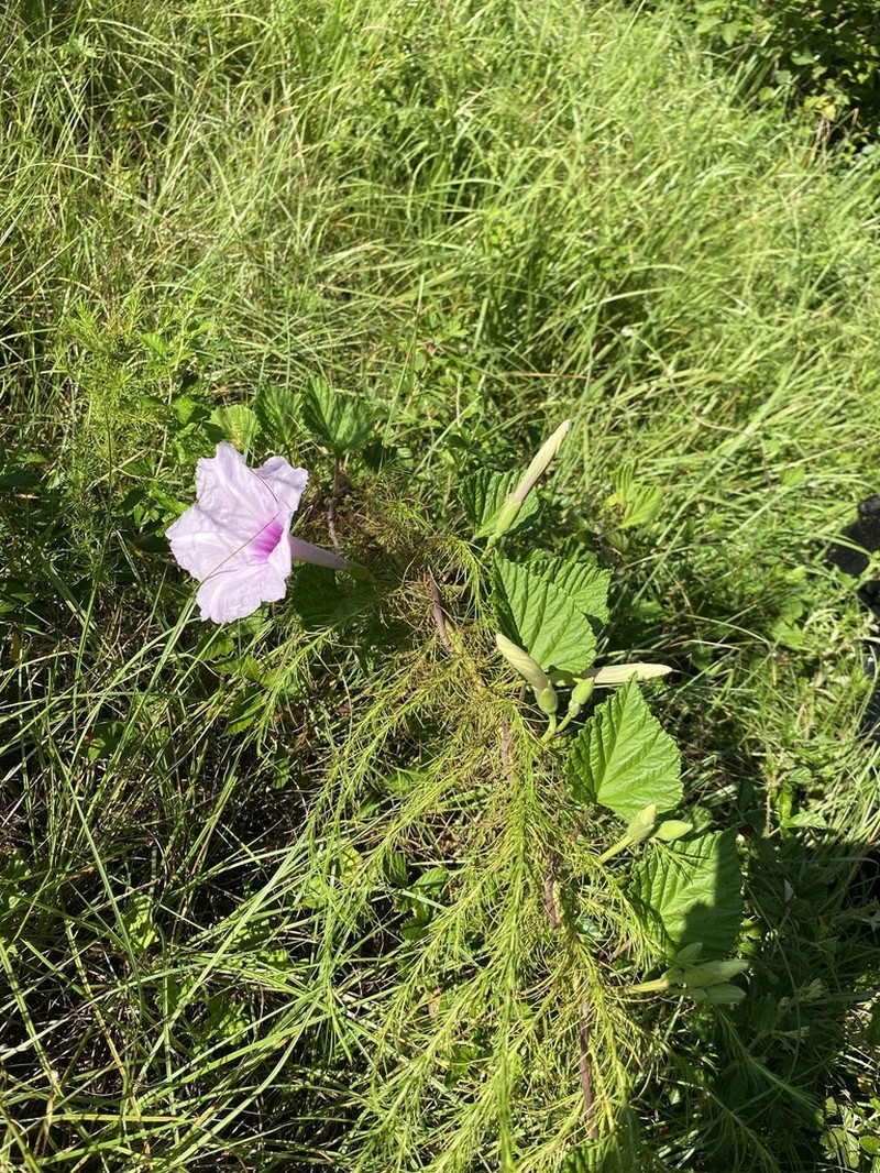 Largeroot Morning-Glory photo 2