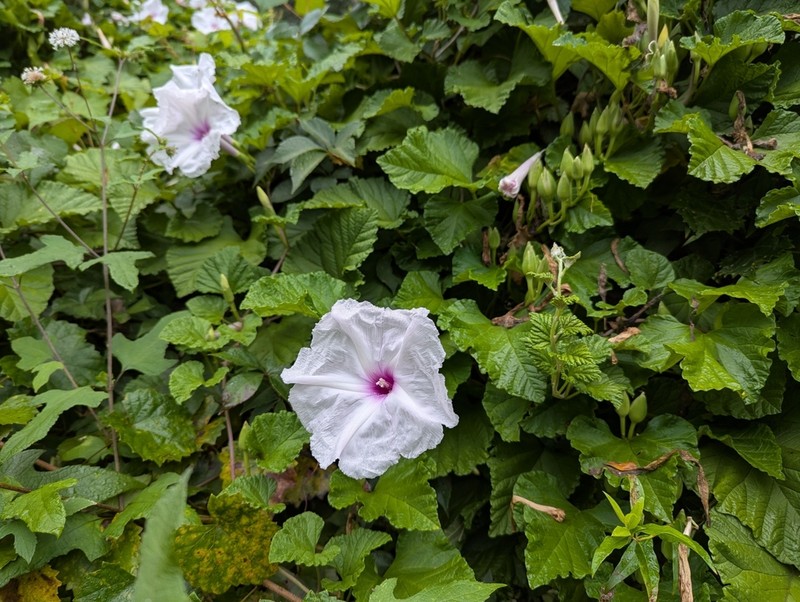 Largeroot Morning-Glory photo 3
