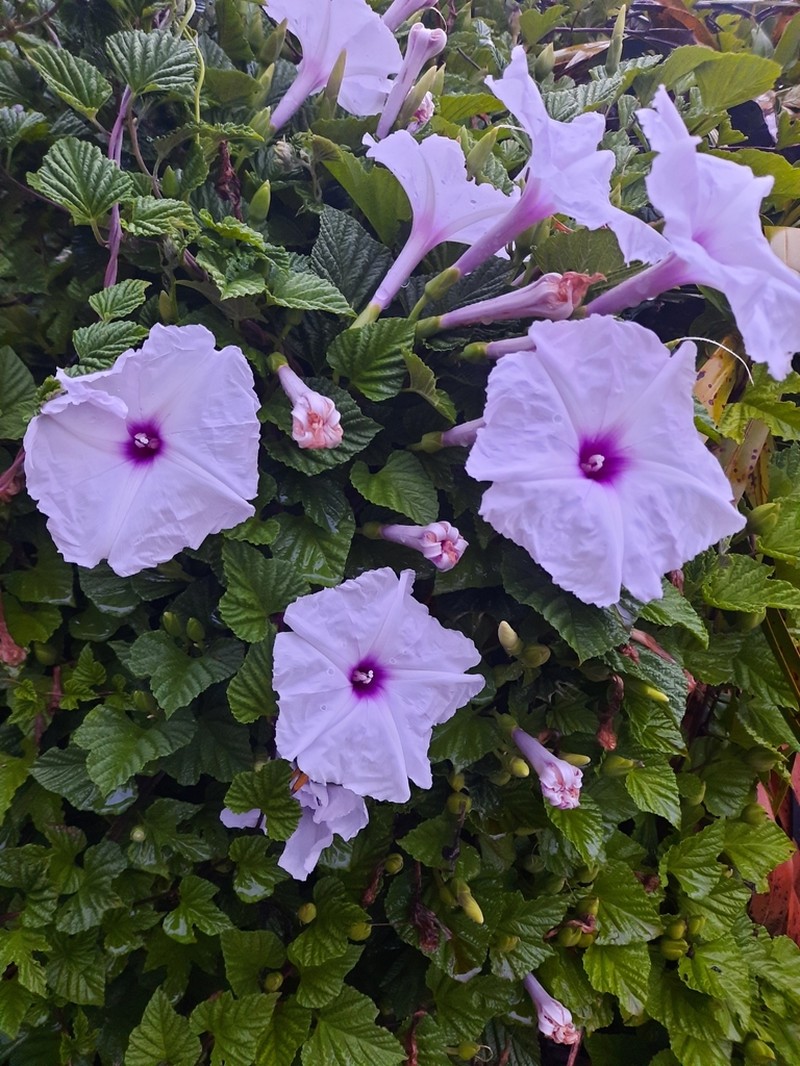 Largeroot Morning-Glory photo 4