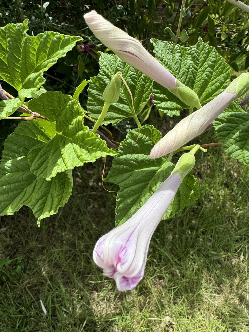 Largeroot Morning-Glory photo 6