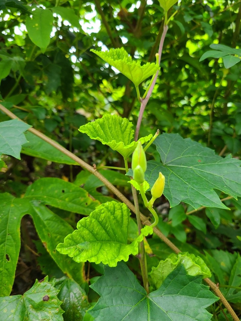 Largeroot Morning-Glory photo 7
