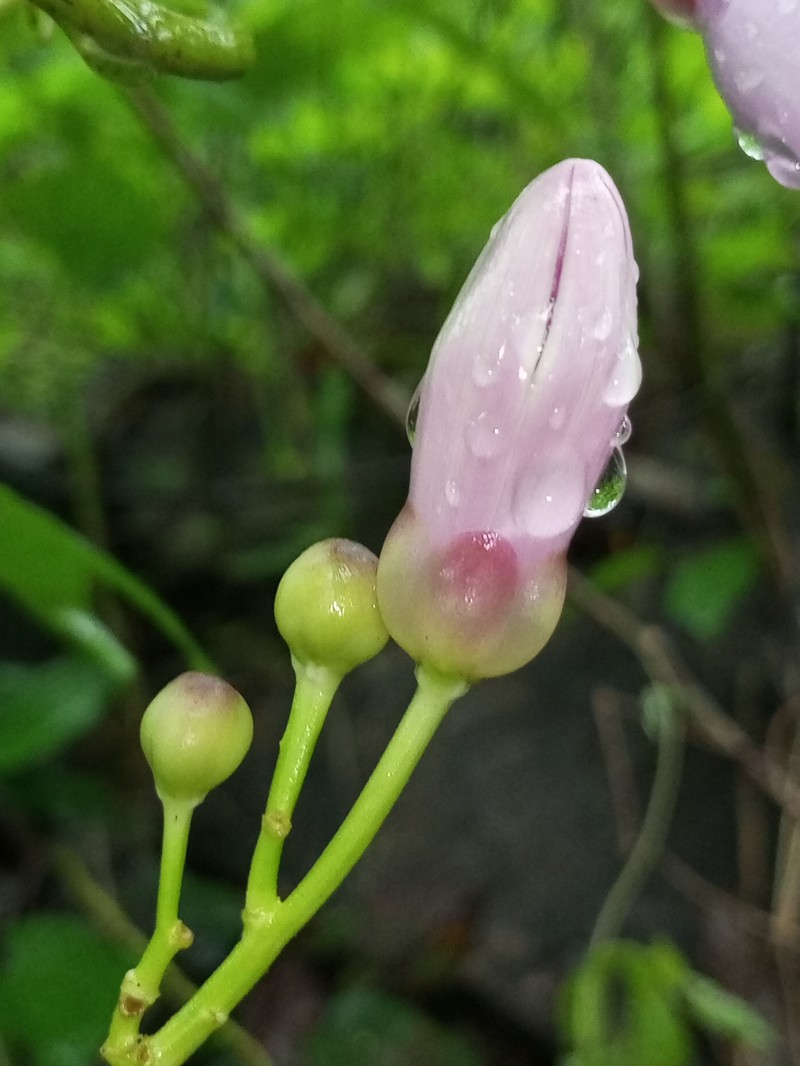 Ipomoea mauritiana photo 2