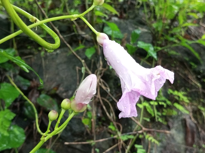 Ipomoea mauritiana photo 3