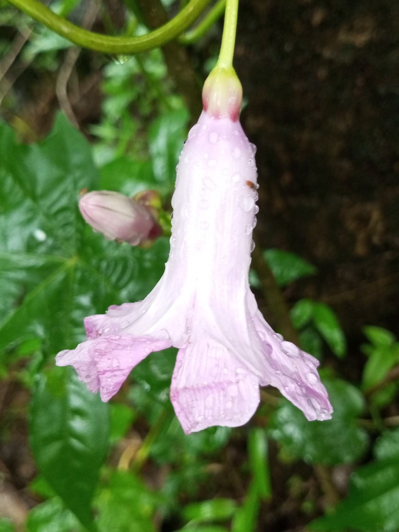 Ipomoea mauritiana photo 4
