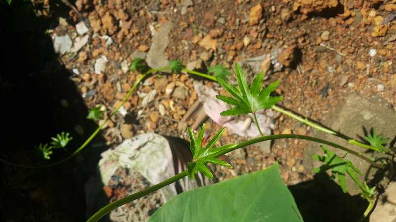 Ipomoea mauritiana photo 5