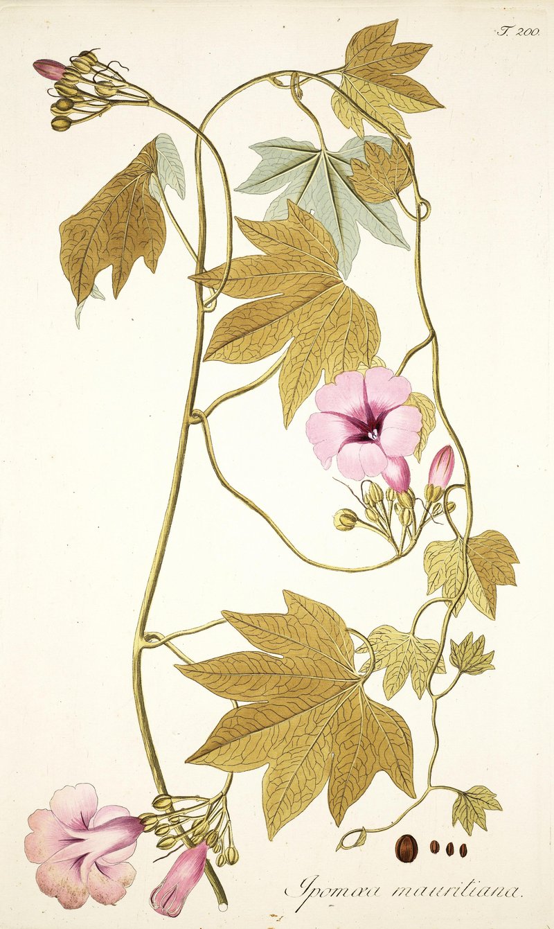 Ipomoea mauritiana