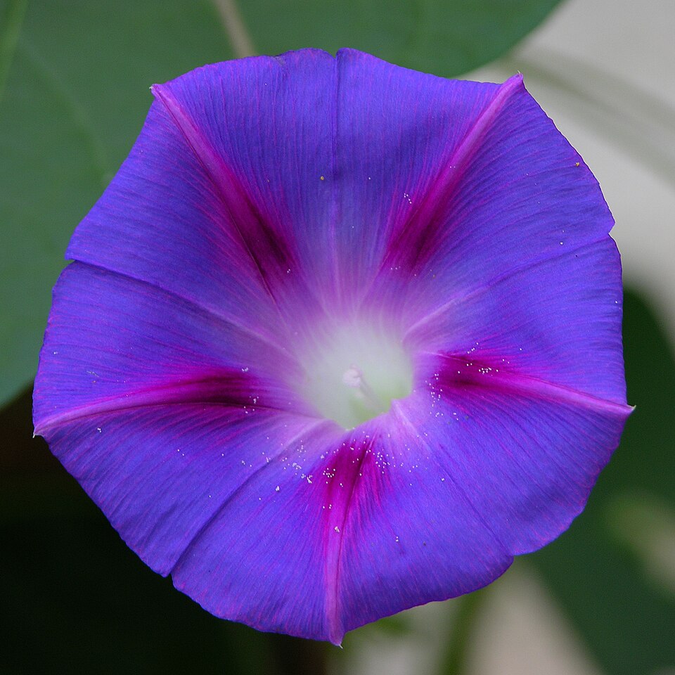 Ipomoea mauritiana photo 6
