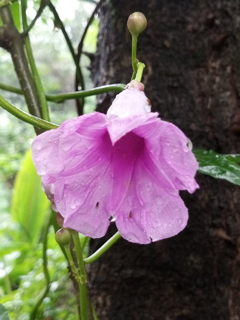 Ipomoea mauritiana photo 7