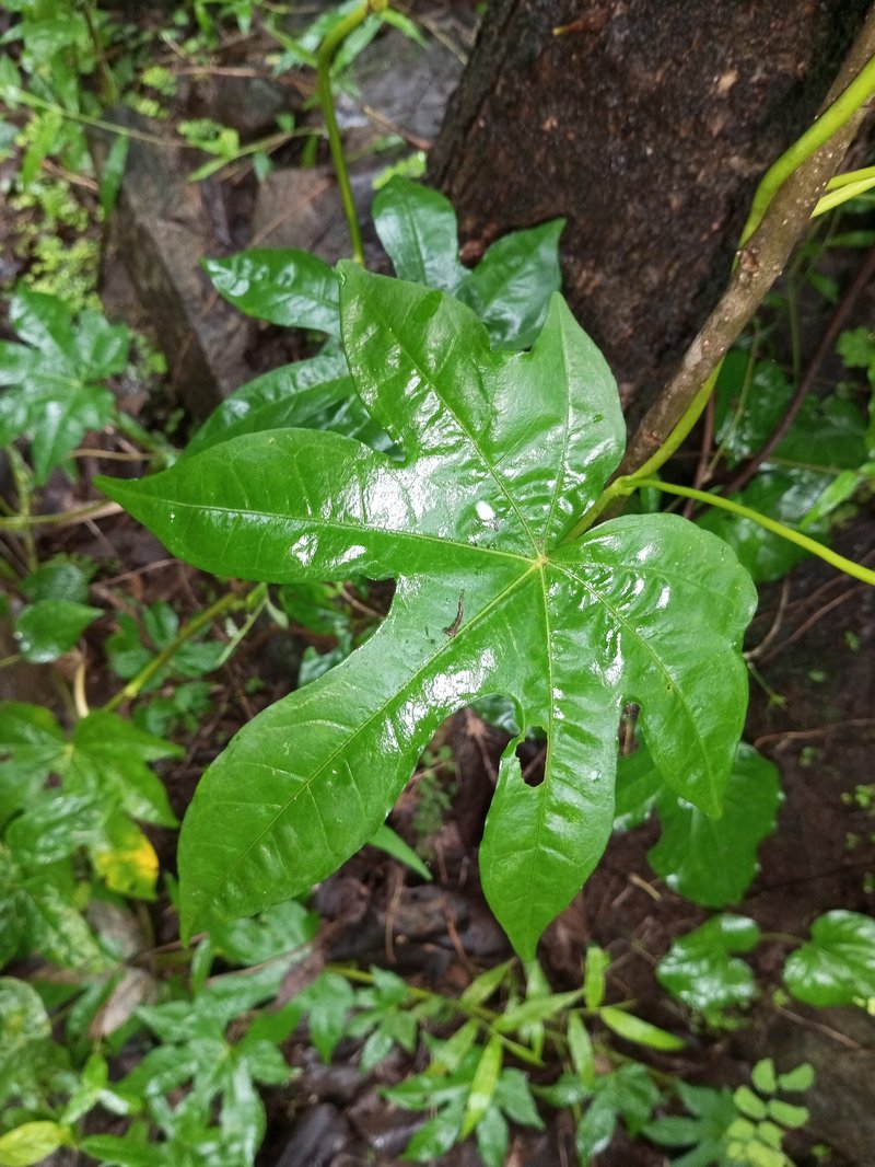Ipomoea mauritiana photo 8