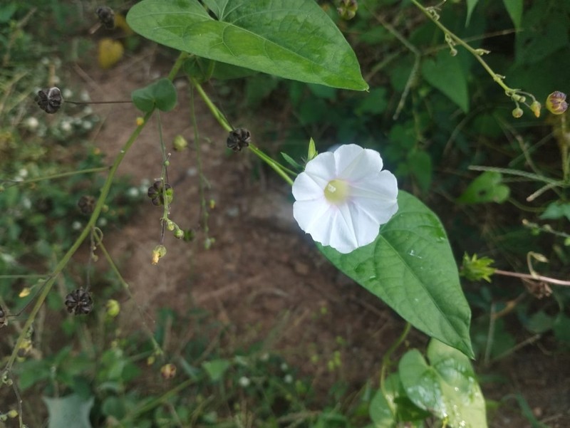 Meyer's Morning-Glory