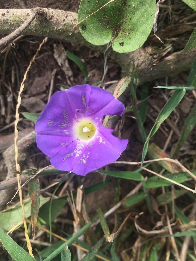 Meyer's Morning-Glory photo 2