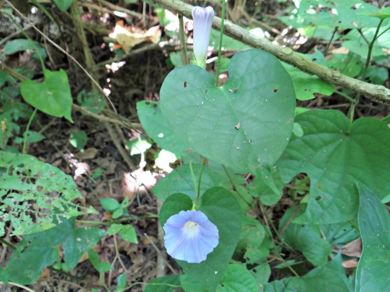 Meyer's Morning-Glory photo 3