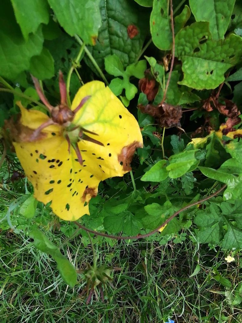 Meyer's Morning-Glory photo 4