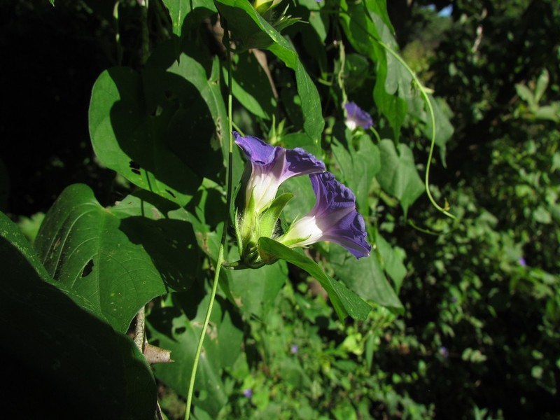 Meyer's Morning-Glory photo 5