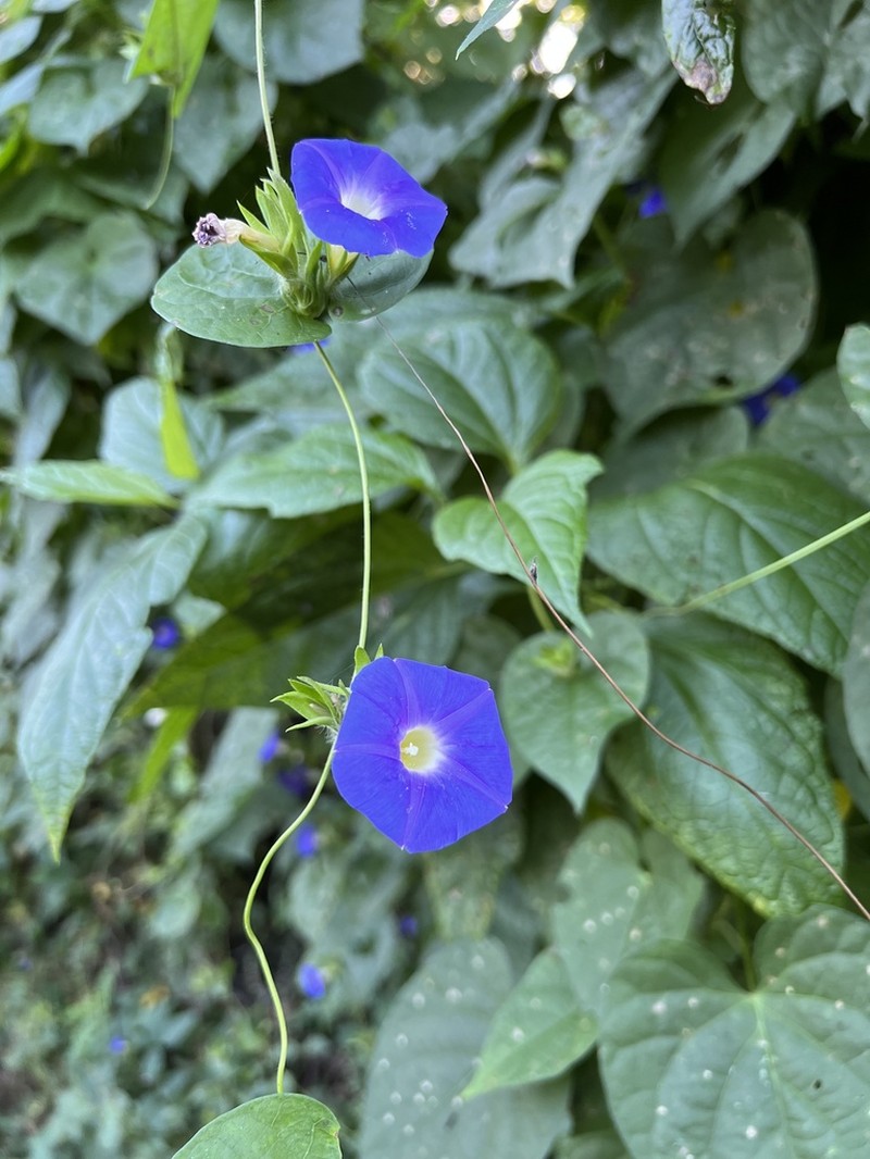 Meyer's Morning-Glory photo 6