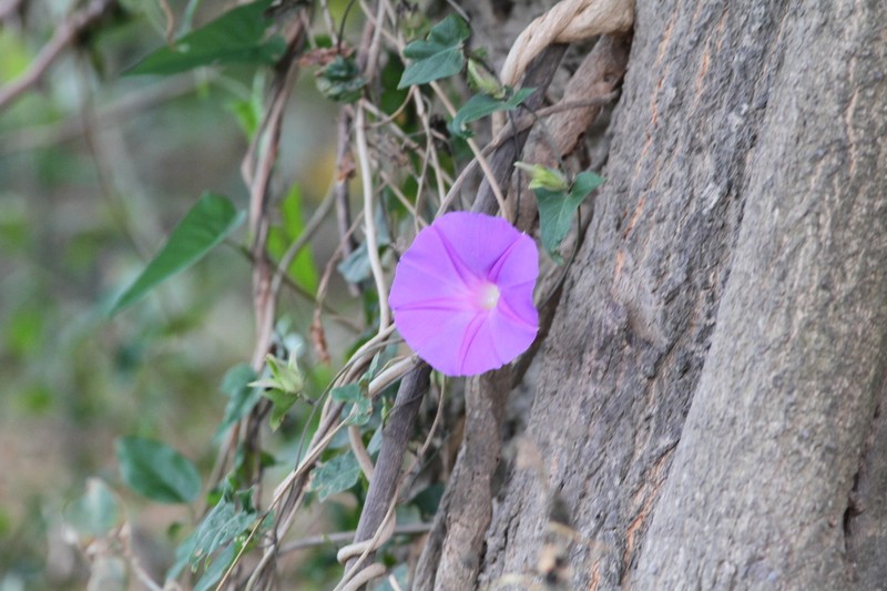 Meyer's Morning-Glory photo 7