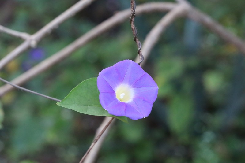 Meyer's Morning-Glory photo 8