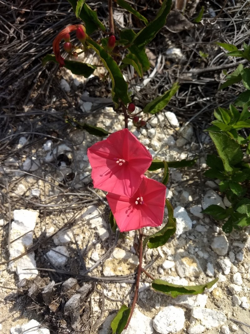Calcareous Morning-Glory