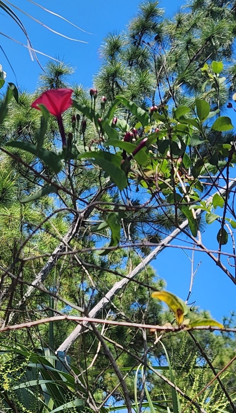 Calcareous Morning-Glory photo 5