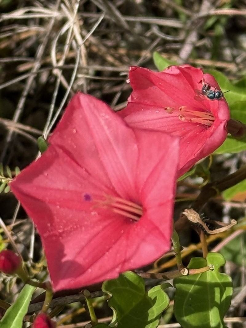 Calcareous Morning-Glory photo 6