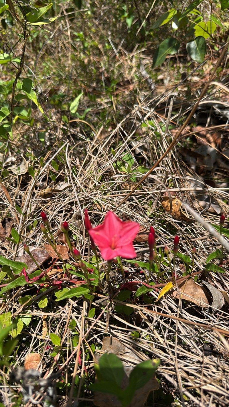 Calcareous Morning-Glory photo 7