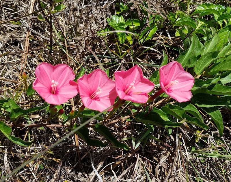 Calcareous Morning-Glory photo 8