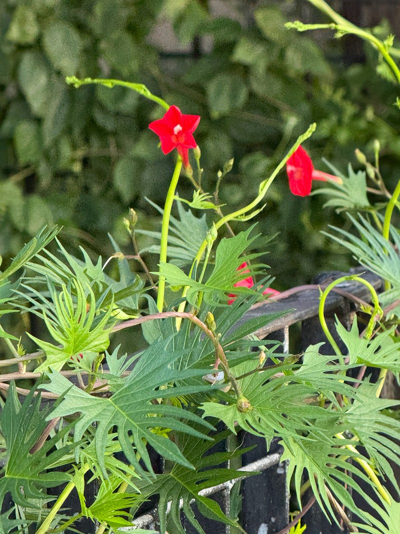 Cardinal Climber photo 2