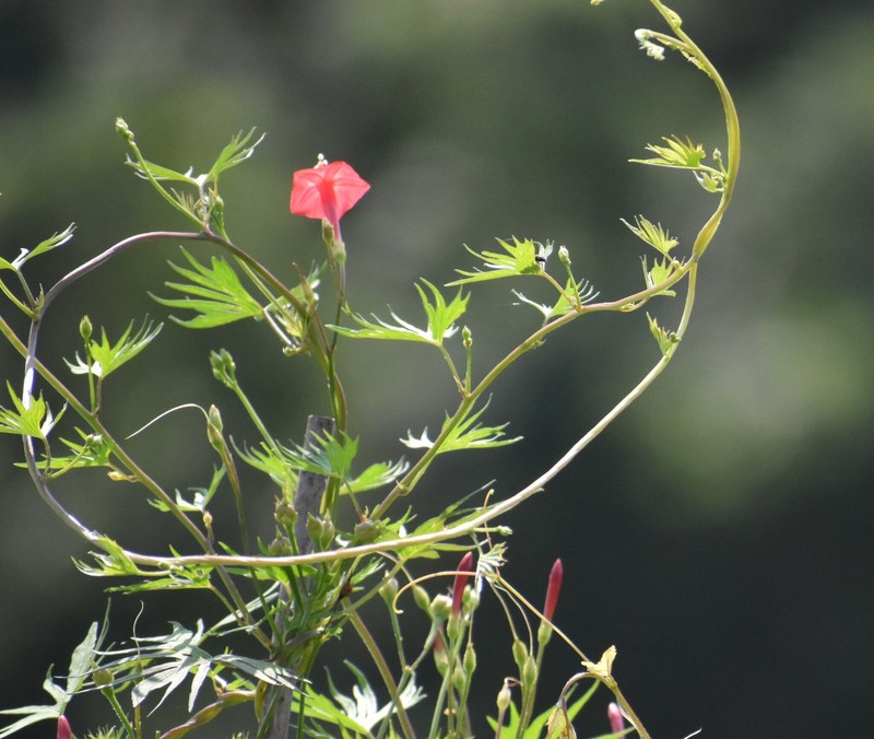 Cardinal Climber photo 4