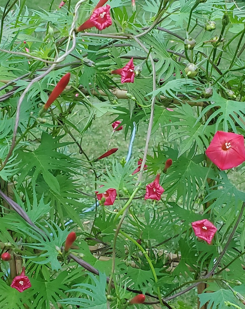 Cardinal Climber photo 6