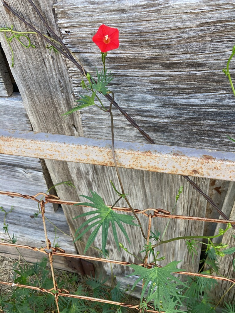 Cardinal Climber photo 8