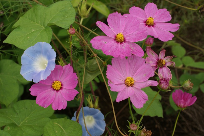 Whiteedge Morning-Glory photo 2