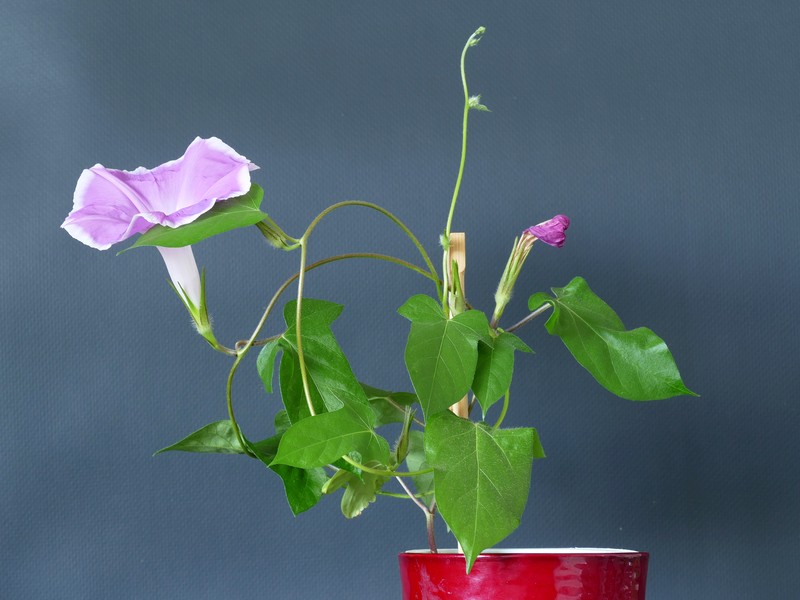 Whiteedge Morning-Glory photo 3