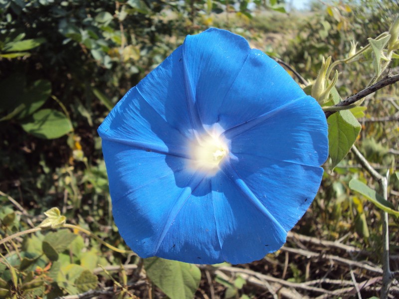 Whiteedge Morning-Glory