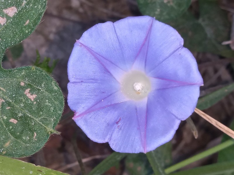 Whiteedge Morning-Glory photo 2