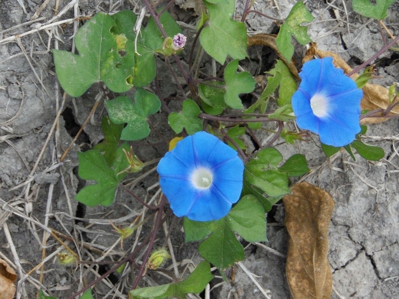 Whiteedge Morning-Glory photo 3