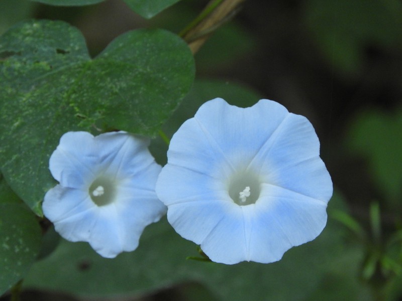 Whiteedge Morning-Glory photo 4