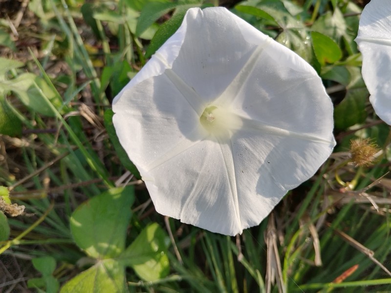 Whiteedge Morning-Glory photo 5