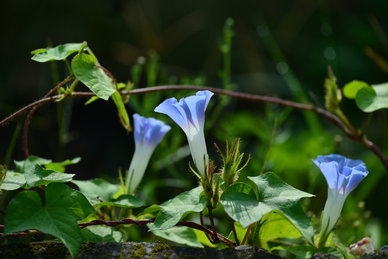 Whiteedge Morning-Glory photo 6