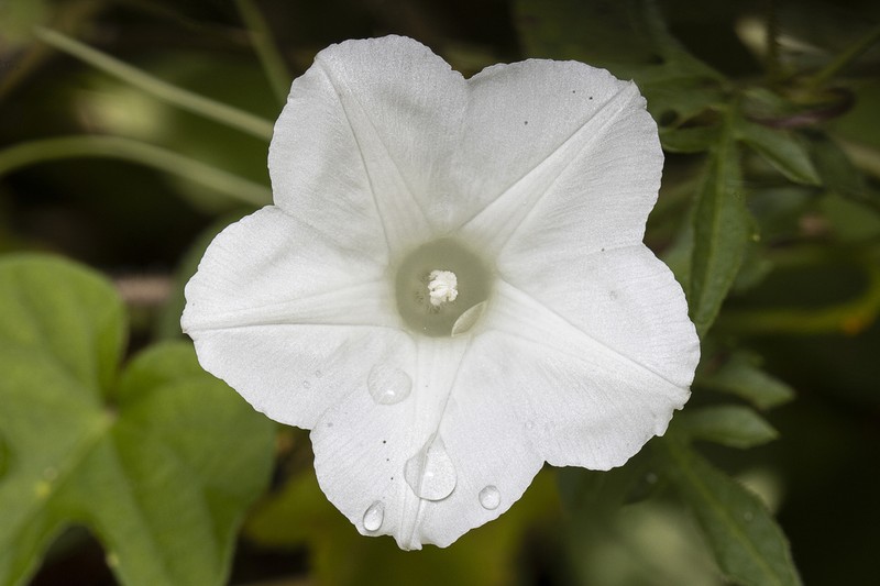 Whiteedge Morning-Glory photo 7