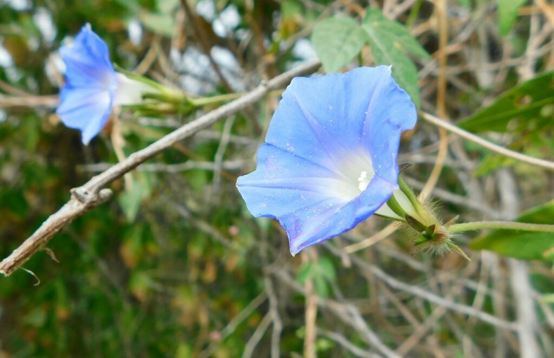 Whiteedge Morning-Glory photo 8