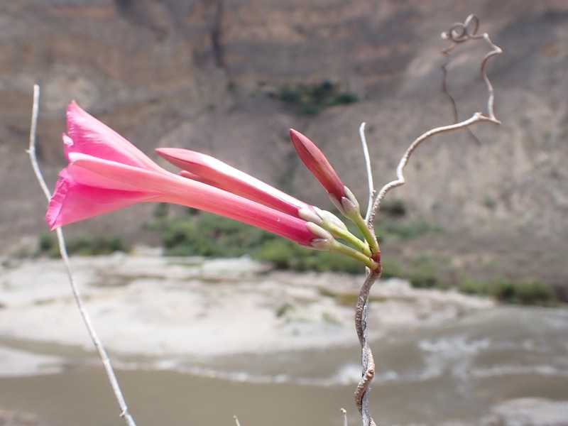 Ipomoea noemana