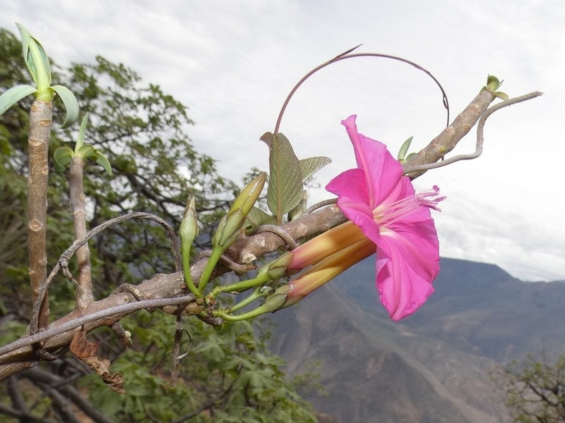 Ipomoea noemana photo 2