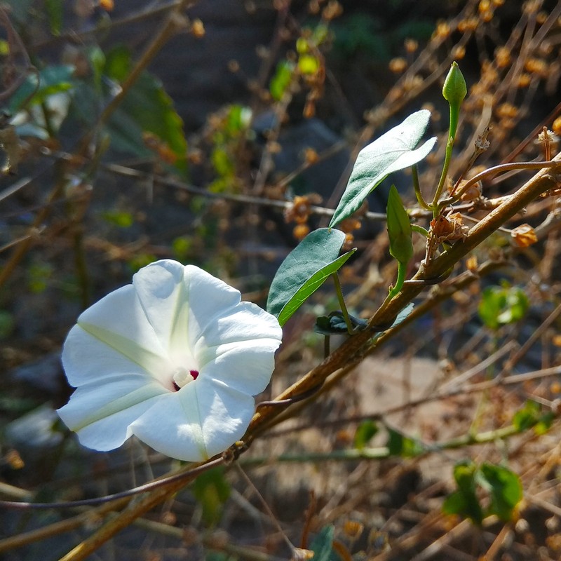Obscure Morning-Glory photo 2