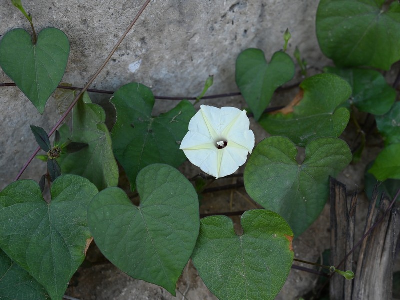 Obscure Morning-Glory photo 3