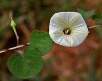 Obscure Morning-Glory