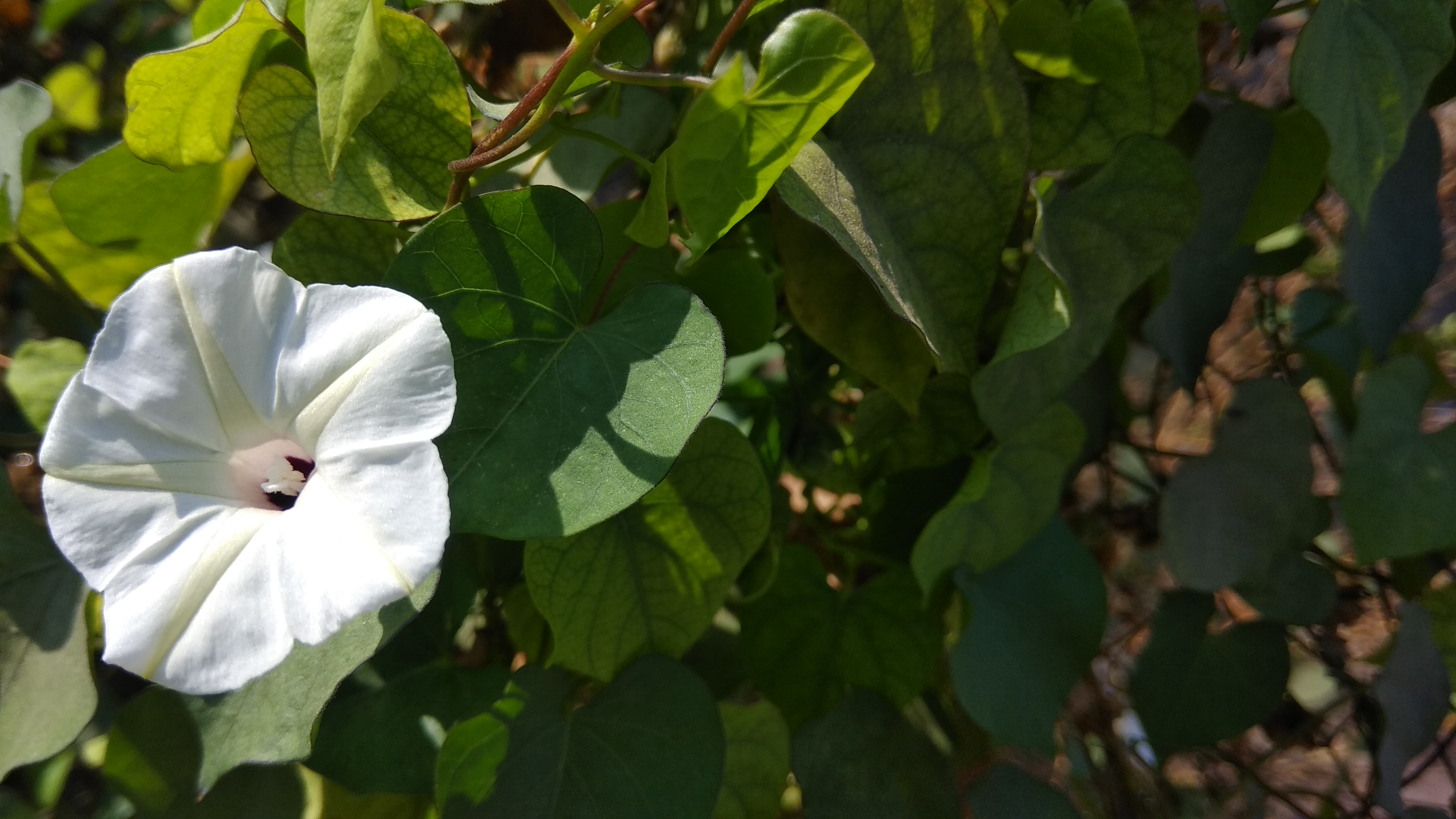 Obscure Morning-Glory photo 6