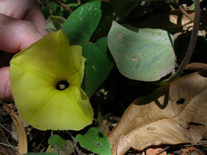 Fence Morning-Glory photo 3