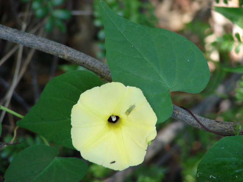 Fence Morning-Glory photo 6