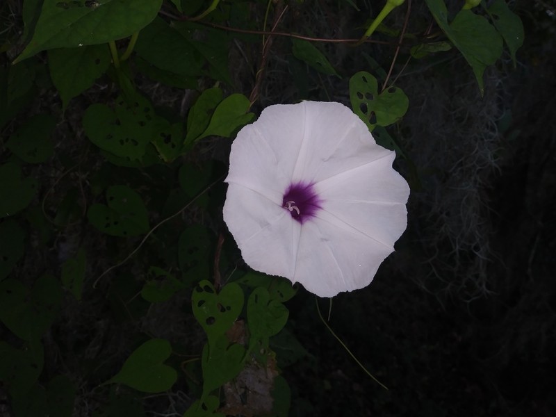 Man Of The Earth photo 4